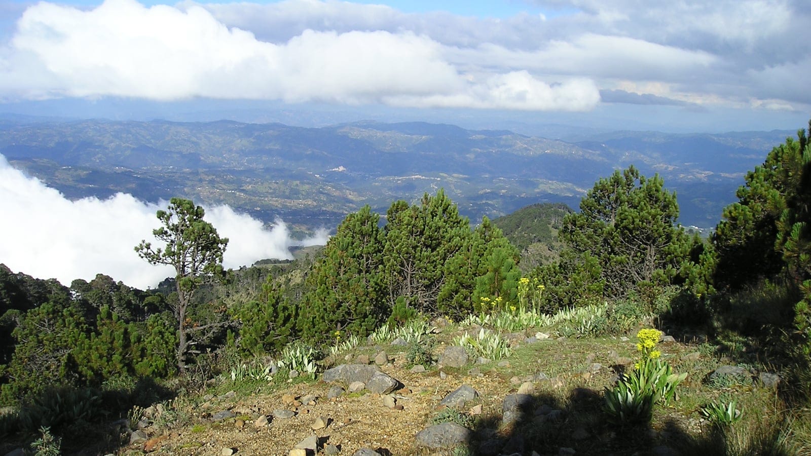 High-elevation pine forest on the slopes of Volcan Tajumulco in the Central American montane forest region.