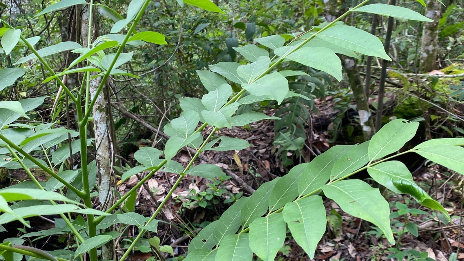 Chimalapas montane forest with broadleaf canopy structure.