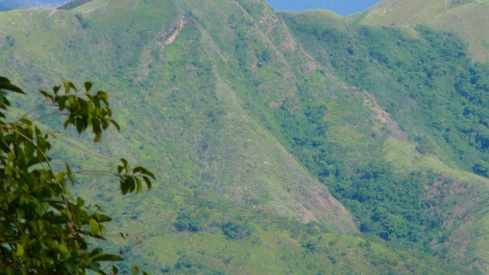 Grassy ridges with forest confined to the ravines in the Cordillera de la Costa above Rancho Grande, Venezuela.
