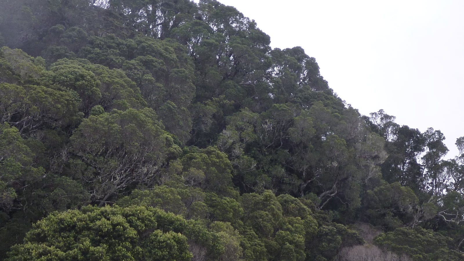 Cloud forest vegetation on Pico Turquino in Cuba.