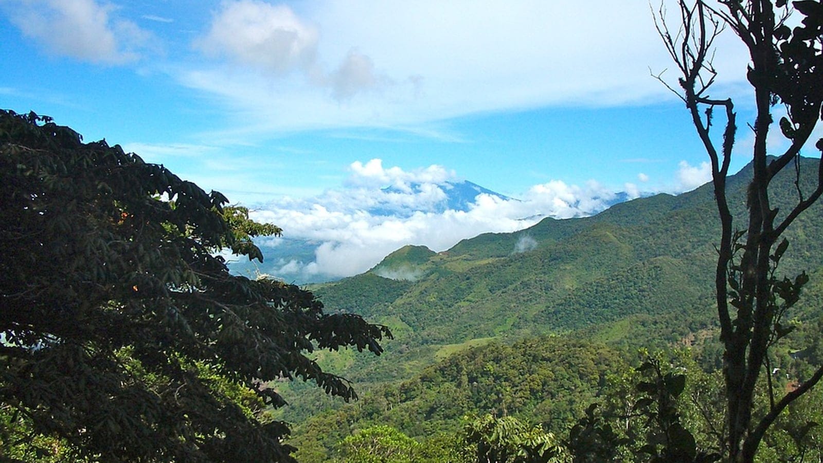 Eastern Panamanian montane forest canopy and misty tropical uplands.