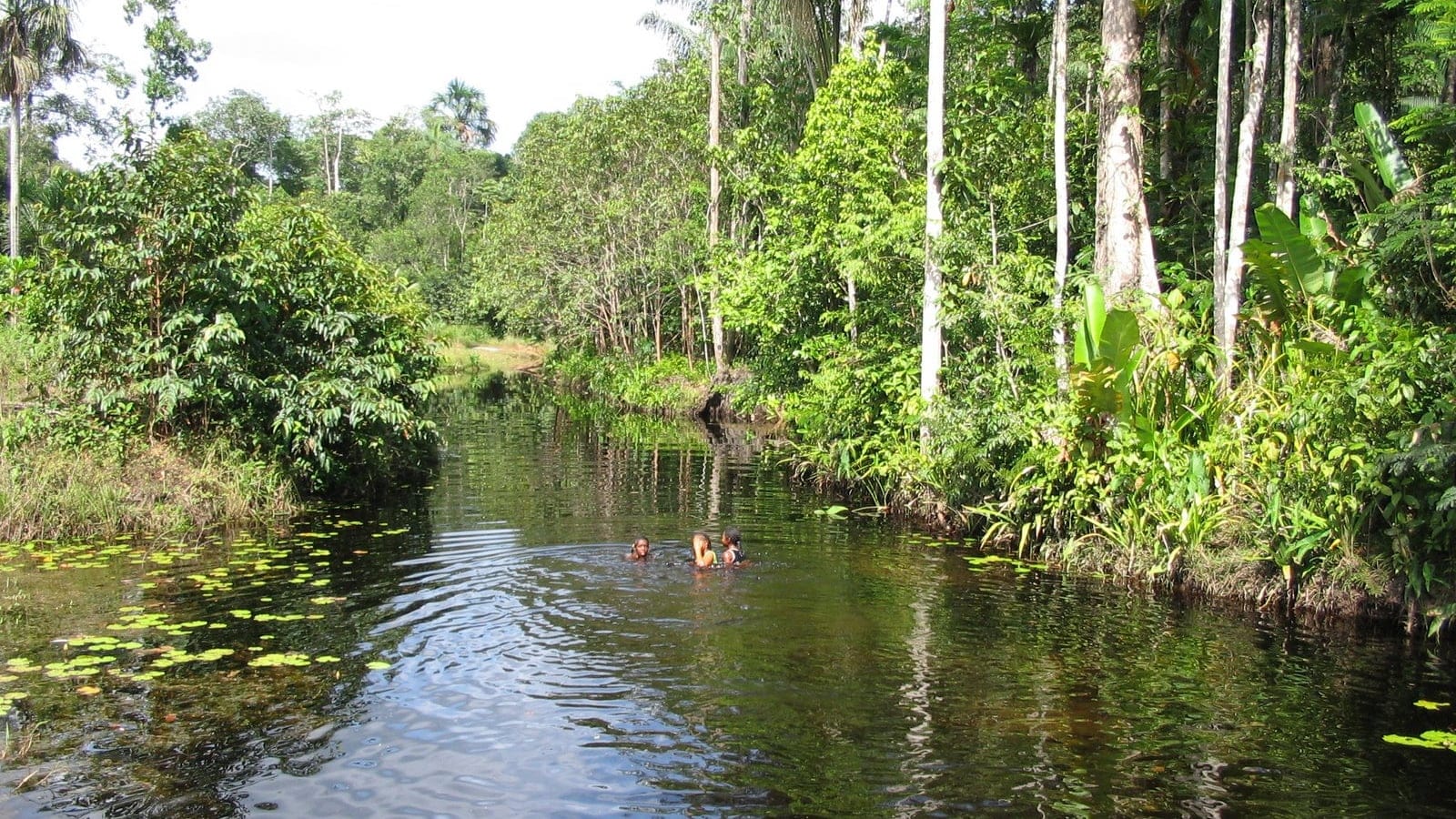 Blackwater creek and swamp forest with palms and water lilies at Cola Creek, Suriname.