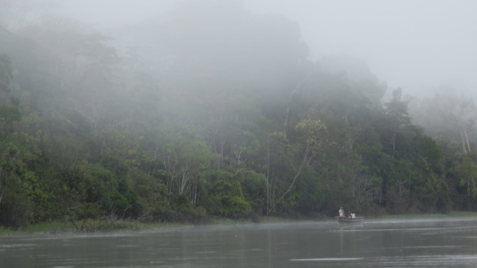 Fog over the river and flooded forest at Tamshiyacu-Tahuayo, Loreto, Peru.
