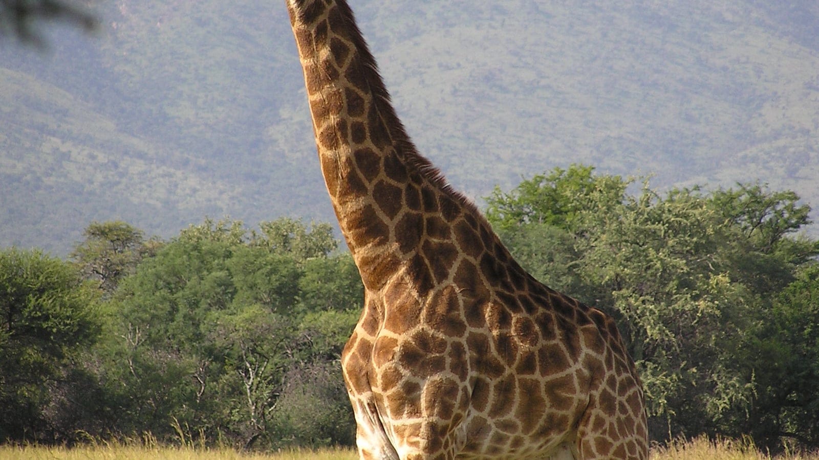 Giraffe browsing above green acacia scrub and a dry grass floor below a hazy hillside, southern Africa.