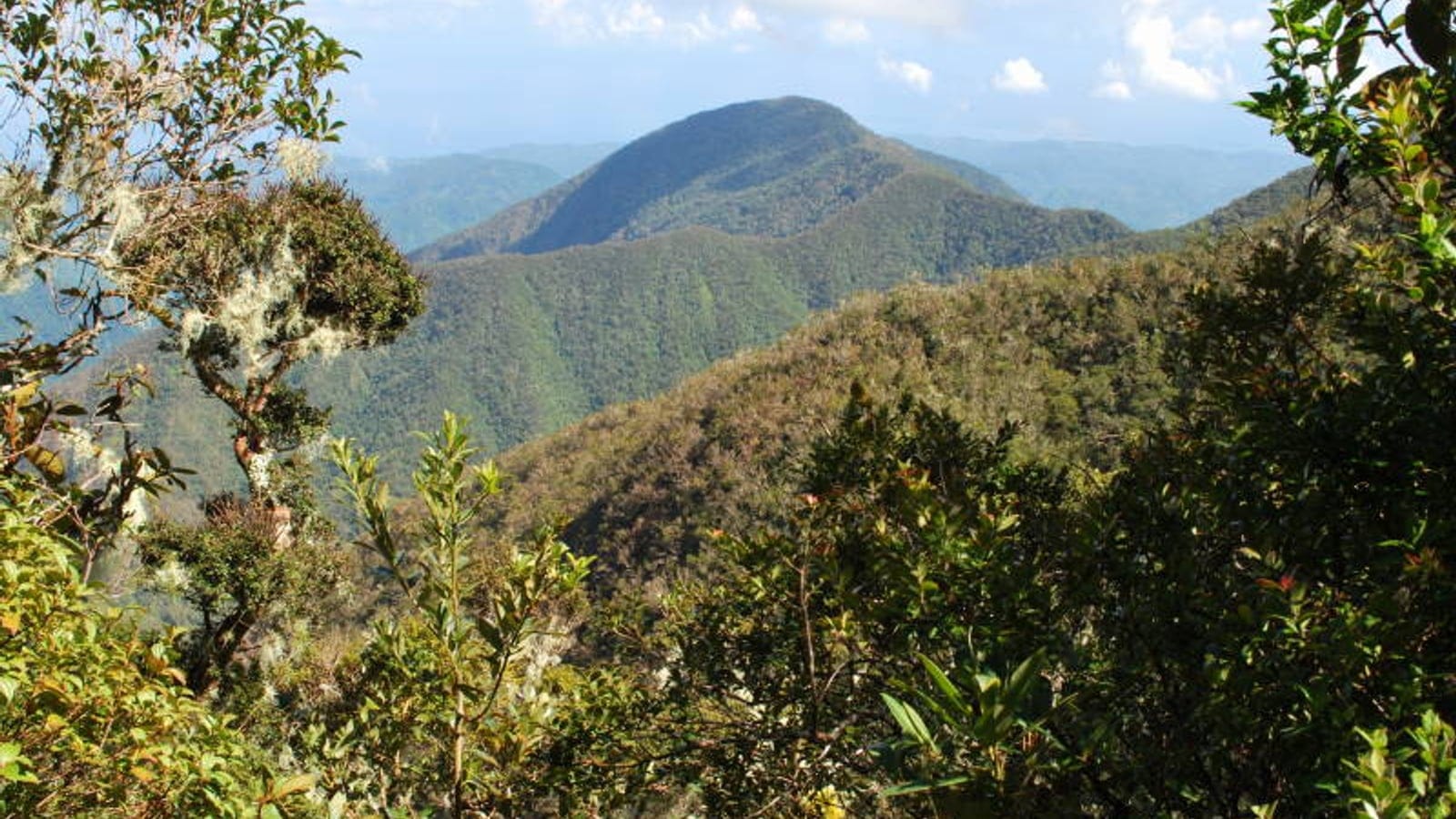 Lichen-draped montane forest below the Blue Mountain ridges, Jamaica.