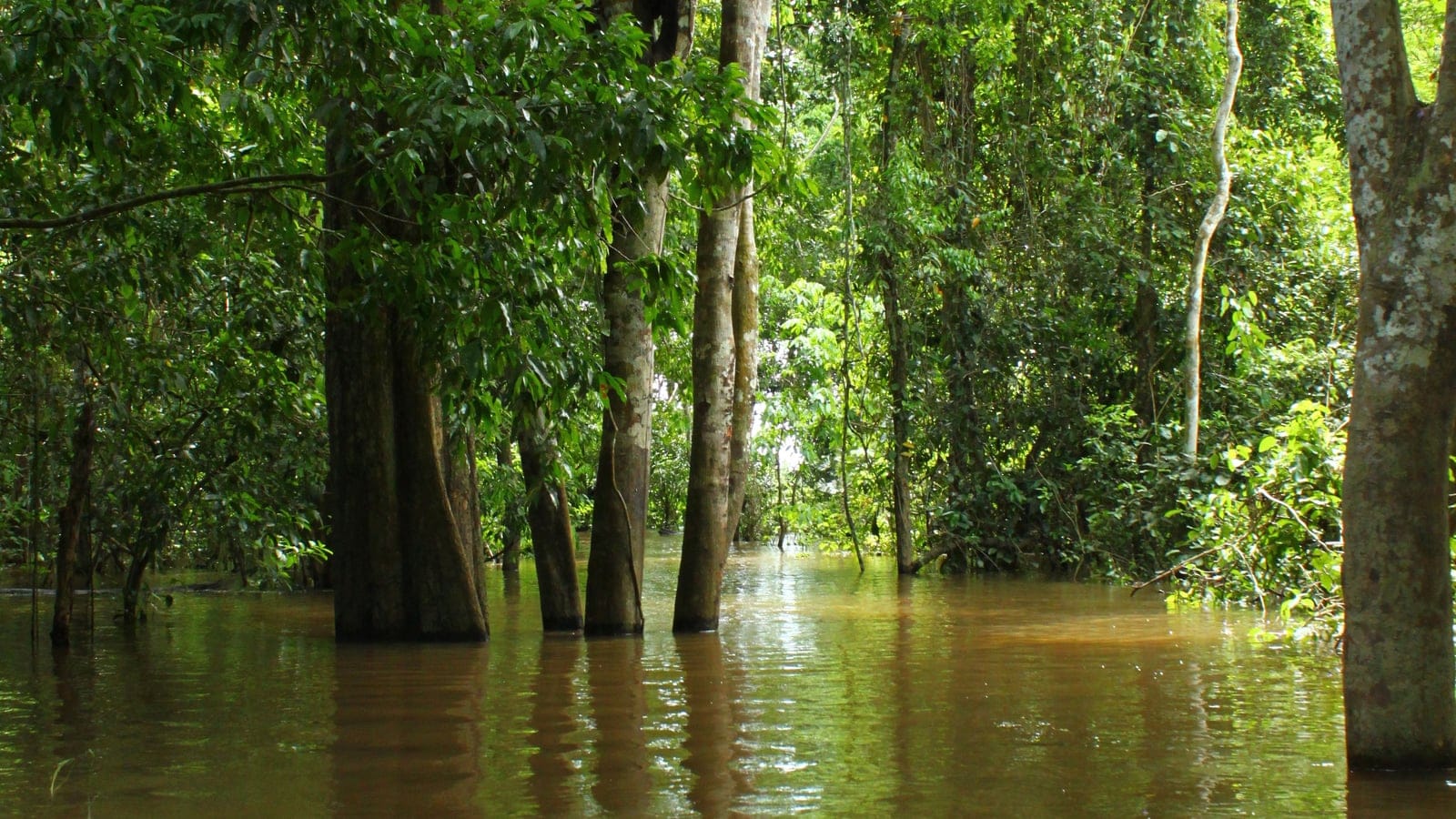 Trees standing in floodwater in the igapo forest of Jau National Park, Amazonas.