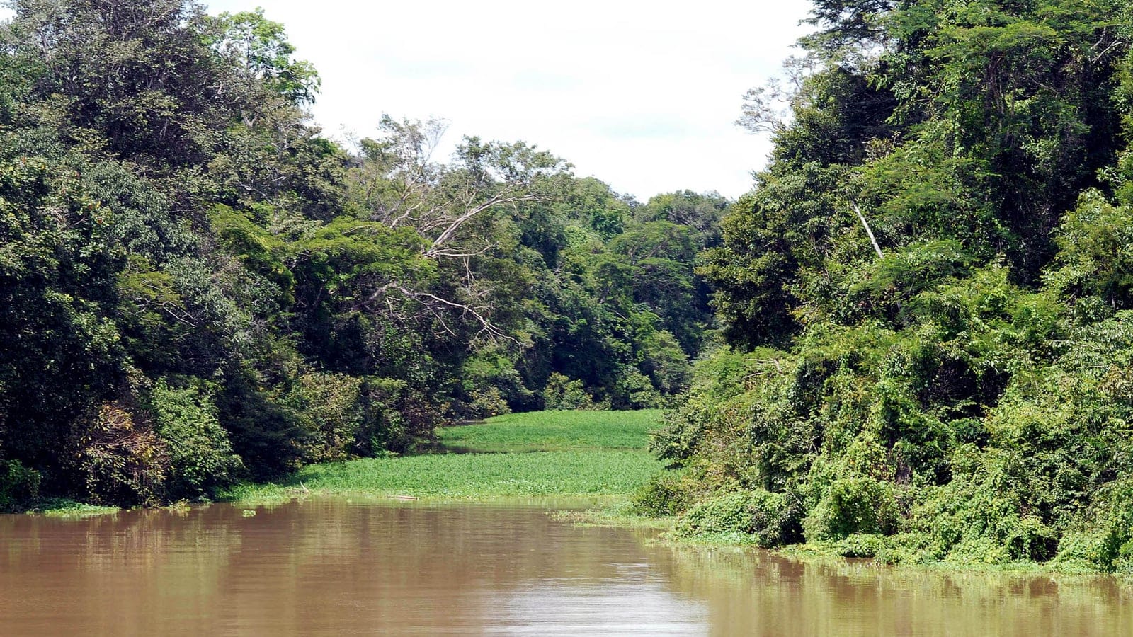 Floating aquatic mats along a silt-laden river channel walled by flooded forest near Tefe, Amazonas.