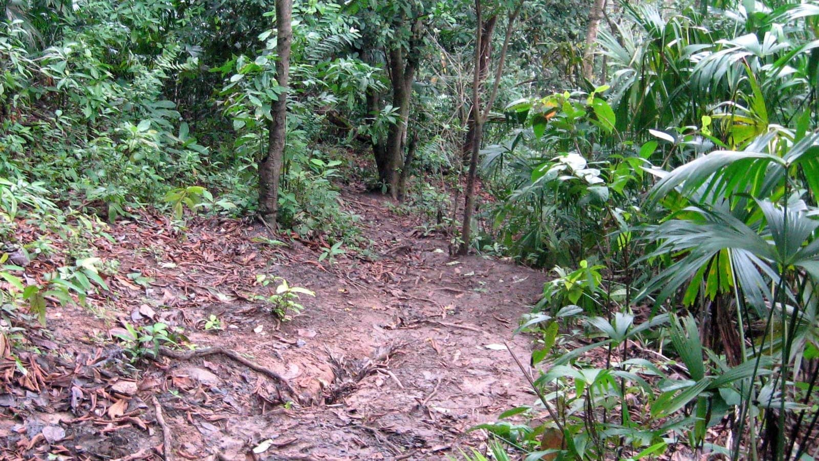 Muddy forest footpath between understorey fan palms and leaf litter near Capurgana, Darien, Colombia.