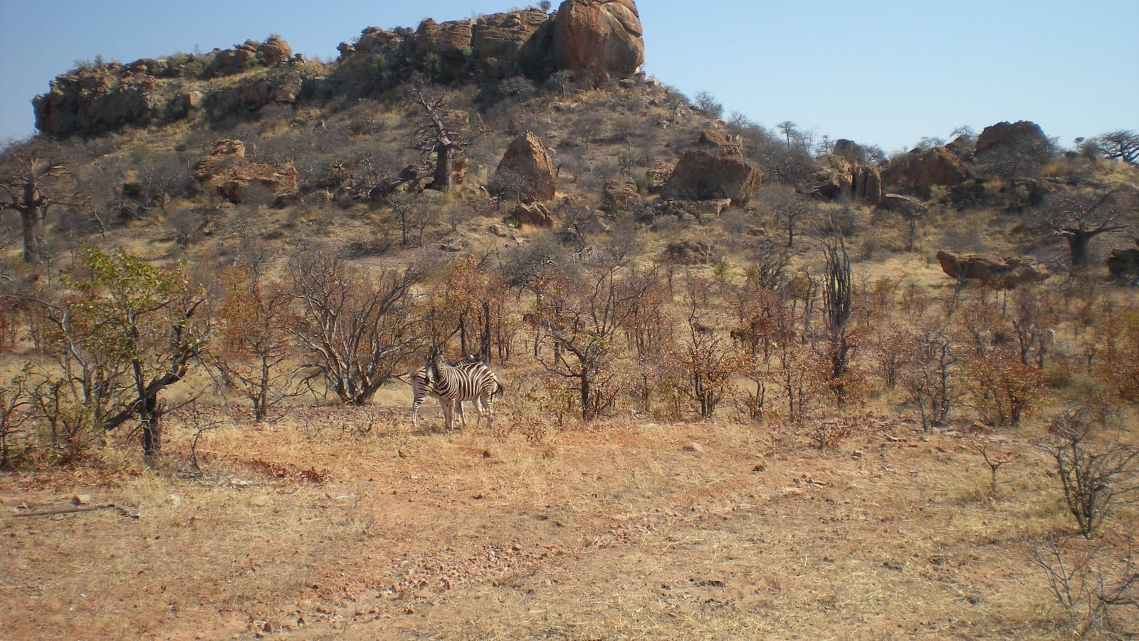 Amplio paisaje de sabana semiárida en el Parque Nacional Mapungubwe con mopanes y baobabs dispersos, y cebras de Burchell pastando en un pastizal amacollado y seco al pie de un cerro de arenisca.