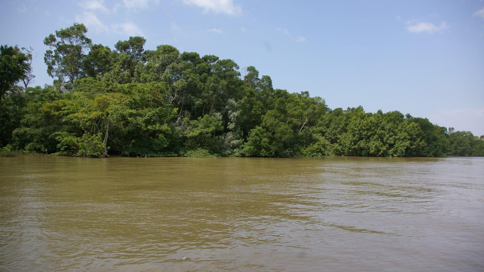 Varzea forest along a muddy channel on Marajo Island, Para, Brazil.