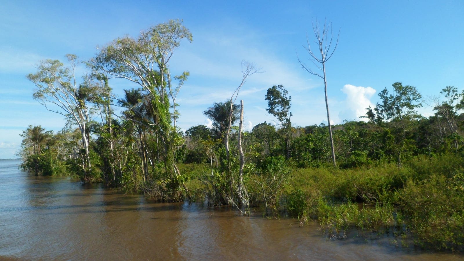 Bosque de várzea inundado y palmeras en pie en las aguas pardas de sedimento del río Solimoes, Amazonas, Brasil.