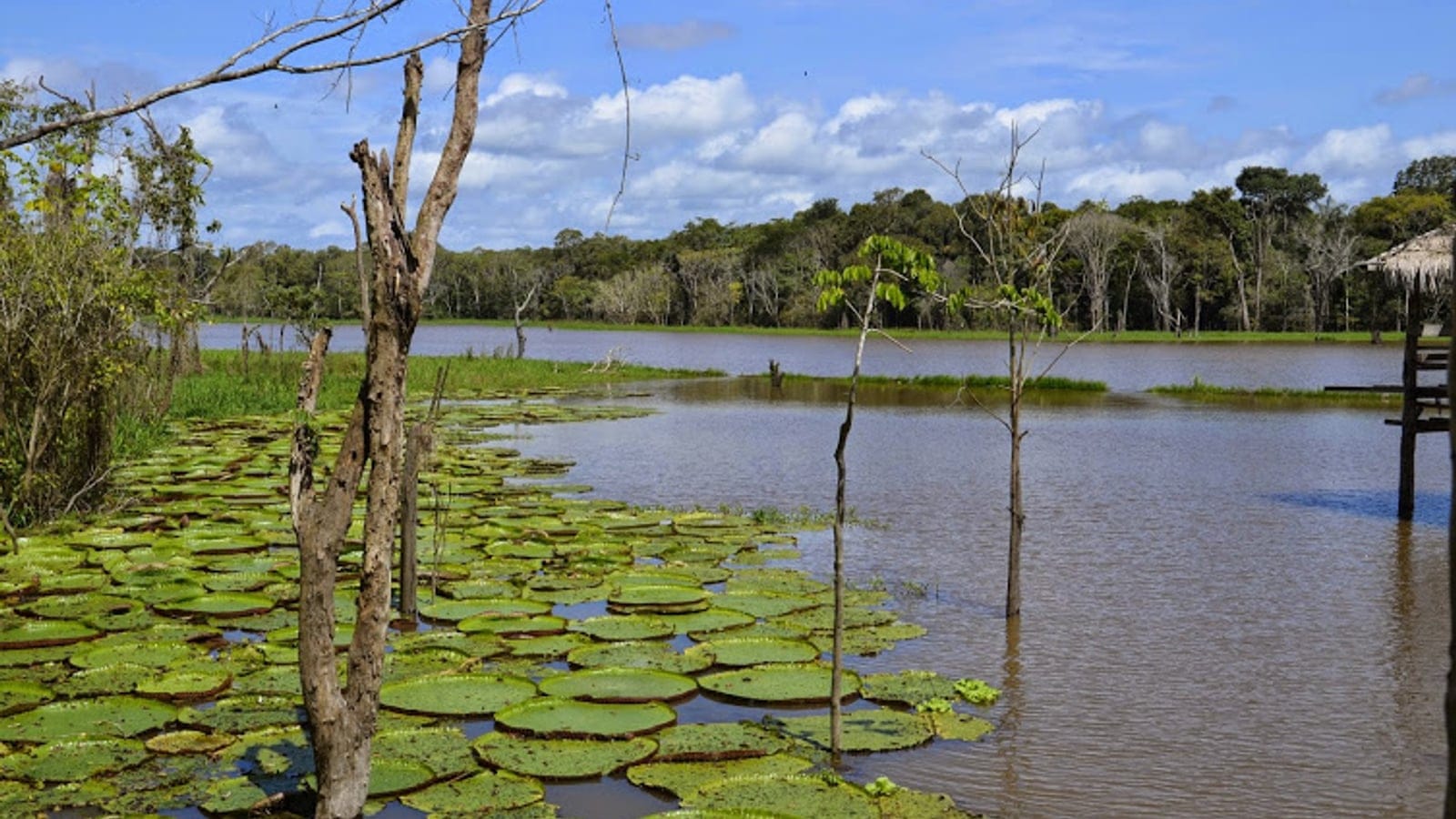 Giant water lilies and dead standing trees on a flooded Rio Negro lake margin, Brazil.
