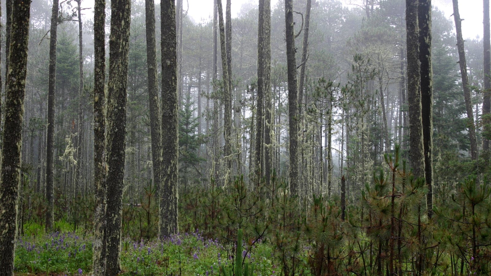 Temperate pine forest in the Sierra Juarez, Oaxaca, Mexico.