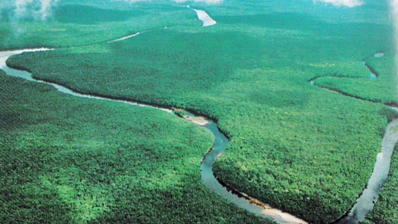 Aerial of unbroken swamp forest cut by winding channels in the Orinoco Delta, Venezuela.