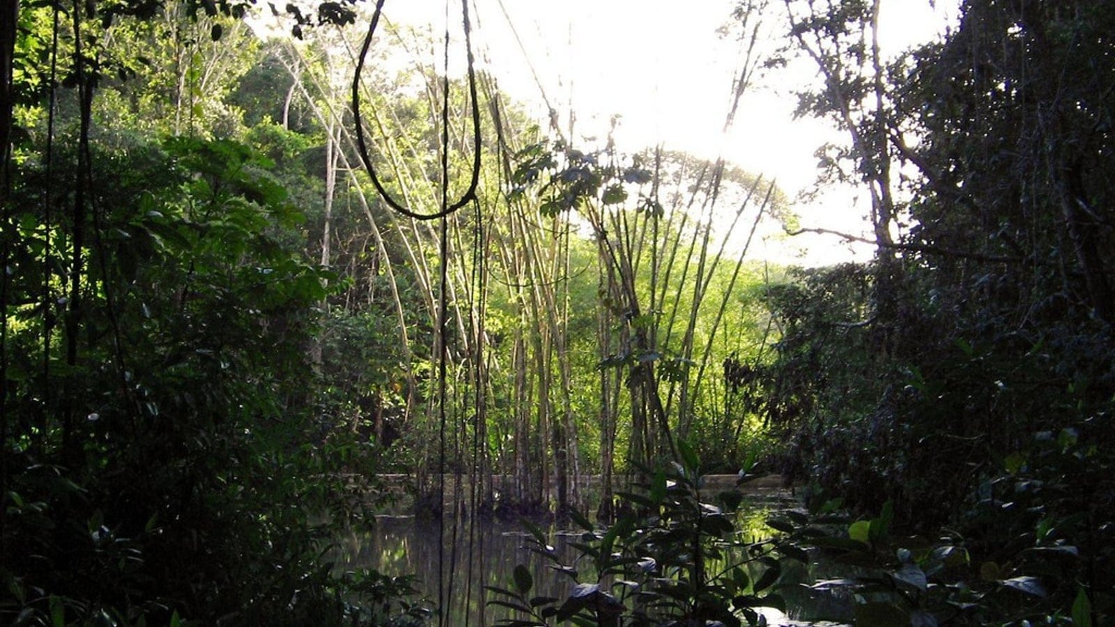 Lianas over still water in coastal forest in the Zona da Mata, Pernambuco.