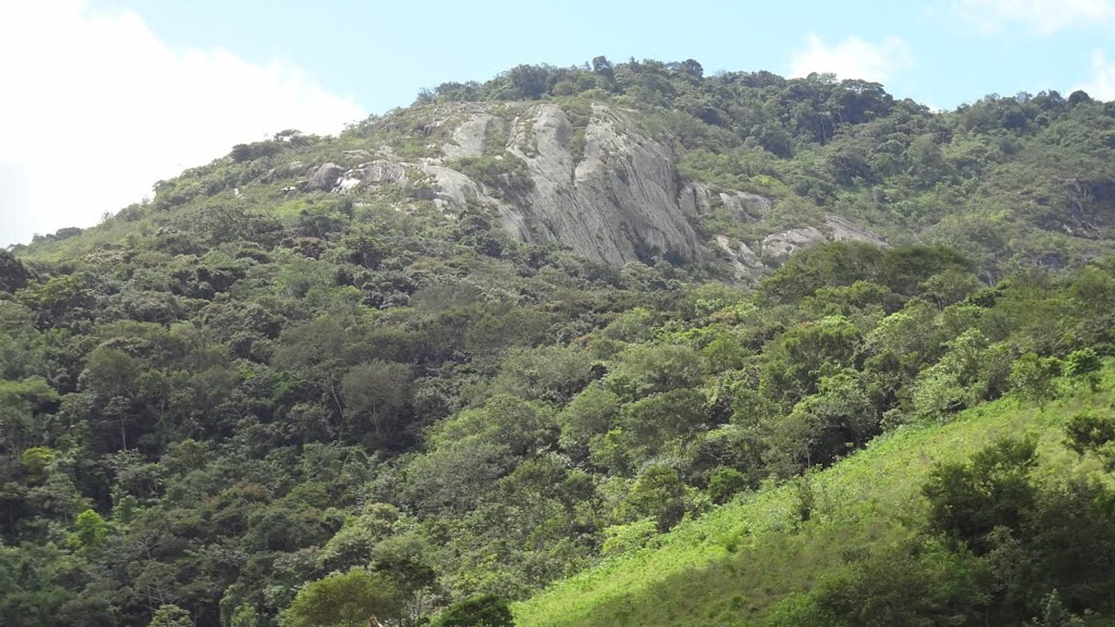 Forest canopy in Pedra Talhada Biological Reserve, Alagoas.