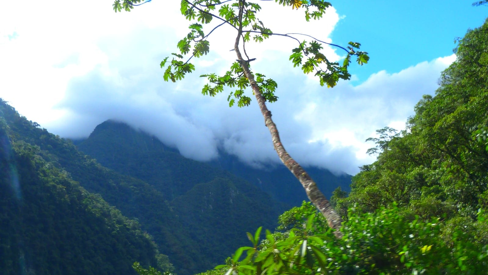 A cecropia against cloud-covered forested ridges in Yanachaga-Chemillen, Peru.