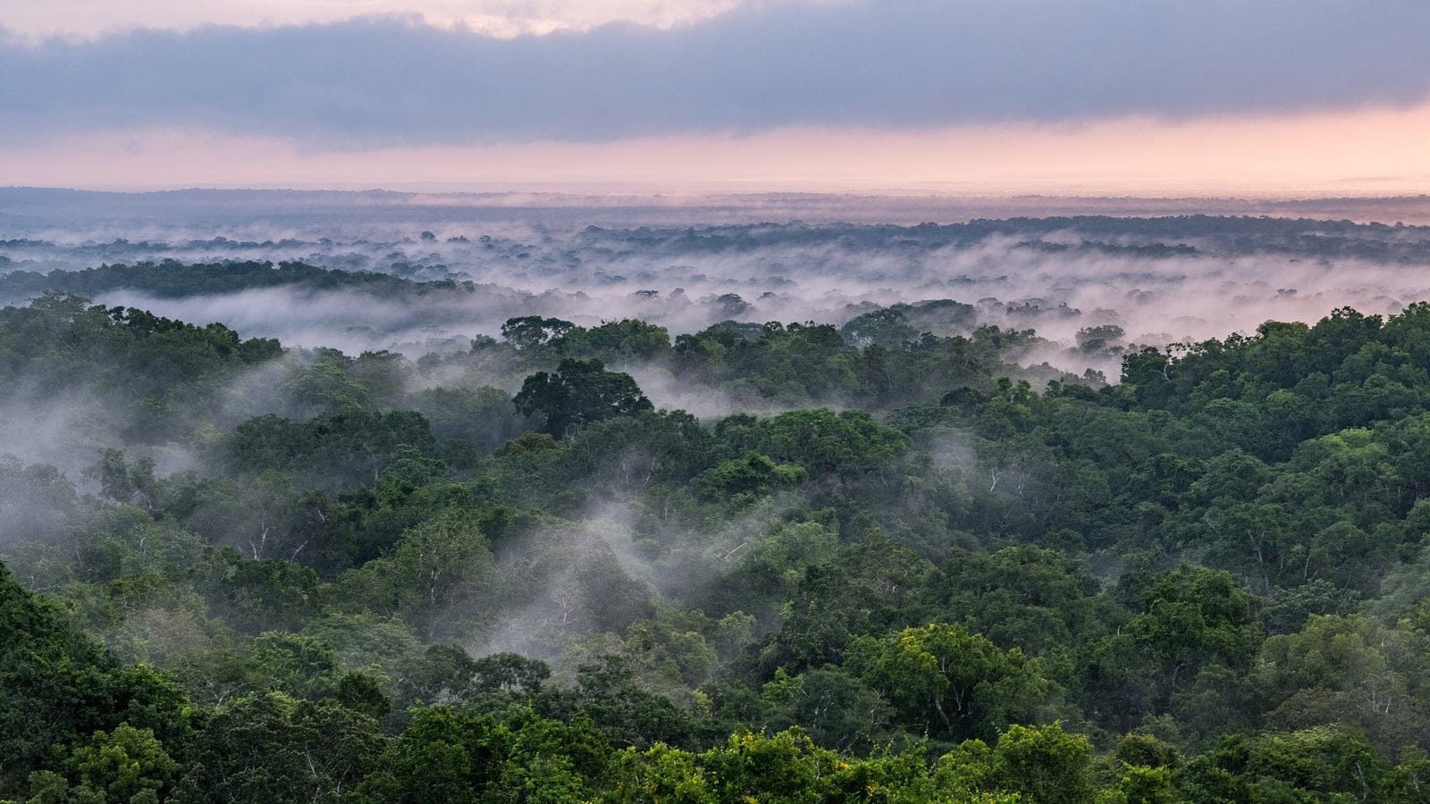 Mist lying over unbroken moist forest canopy at dawn, Tikal National Park, Guatemala.