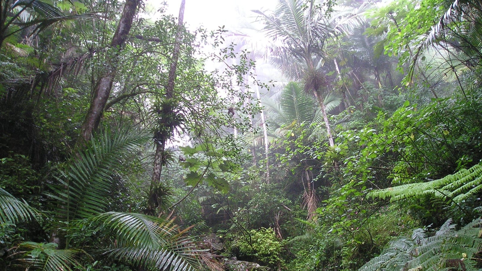 Sierra palms and bromeliad-covered trunks in cloud forest at El Yunque, Puerto Rico.