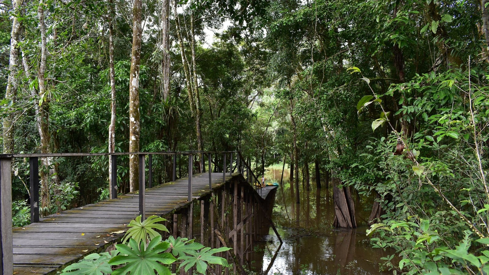 Stilted wooden walkway over blackwater flooded forest with buttressed trunks near Leticia, Colombia.