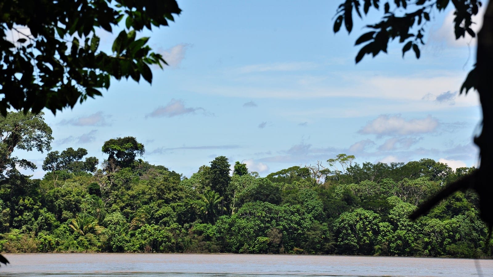Wall of lowland rainforest with scattered palm crowns along the muddy Rio Madeira, Brazil.