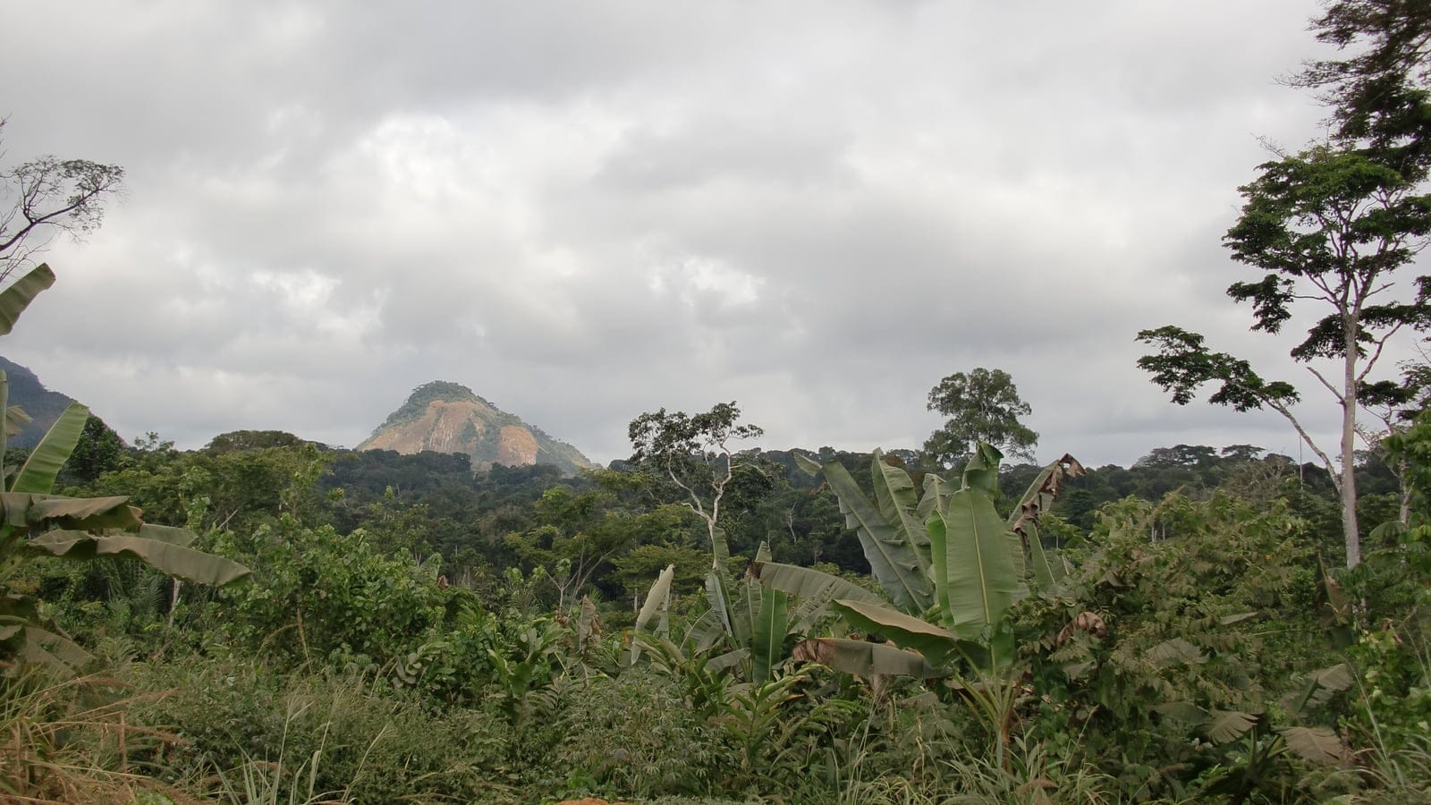 Banana plants and secondary growth below a forested granite inselberg near Oyala, Equatorial Guinea.