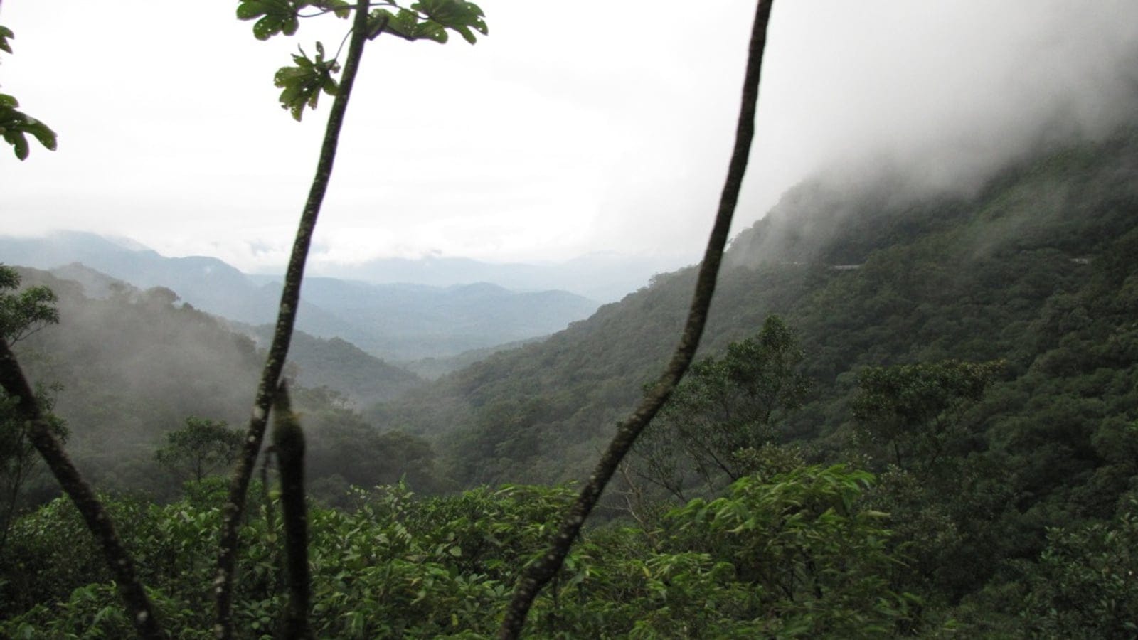 Mist drifting through forested ridges above a valley, Serra do Mar, Parana, Brazil.