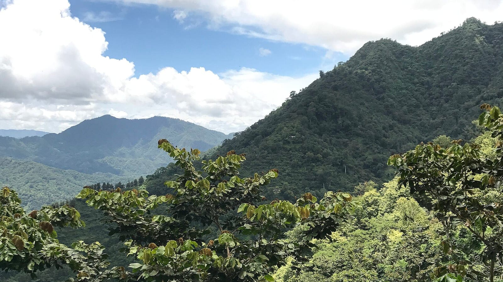 Cloud forest ridges under cumulus with broad leathery leaves in front, El Triunfo, Chiapas, Mexico.