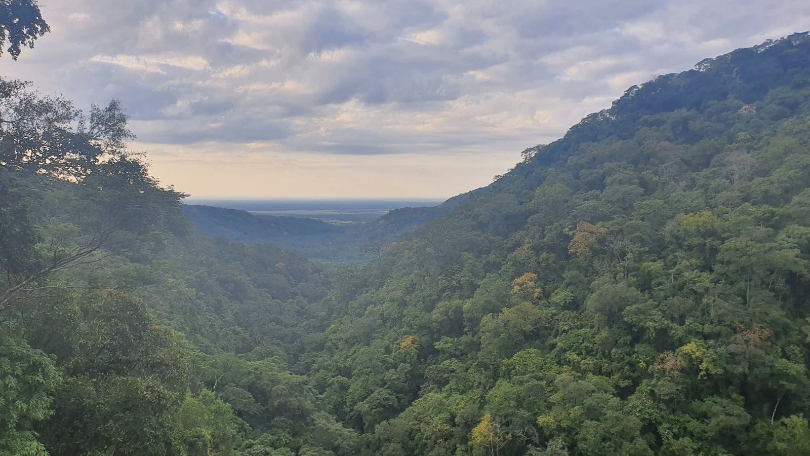 Bosque de yungas que llena un valle que se abre a la llanura de tierras bajas cerca de Acambuco, Salta, Argentina.