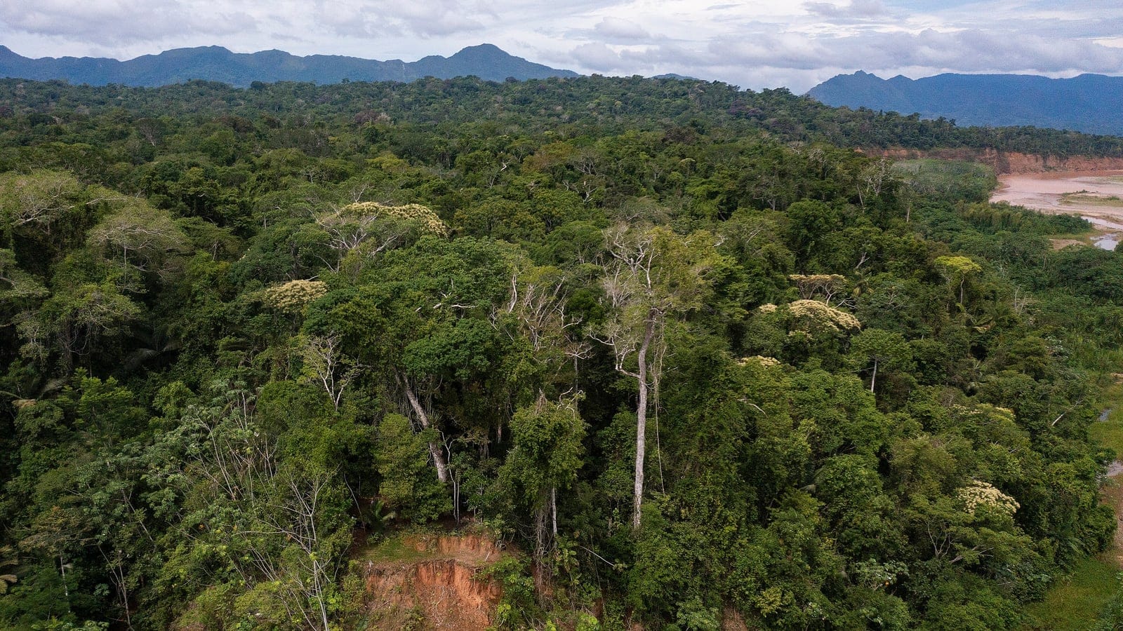 Rainforest canopy with pale emergent crowns above an eroded riverbank in the Pilon Lajas reserve, Bolivia.