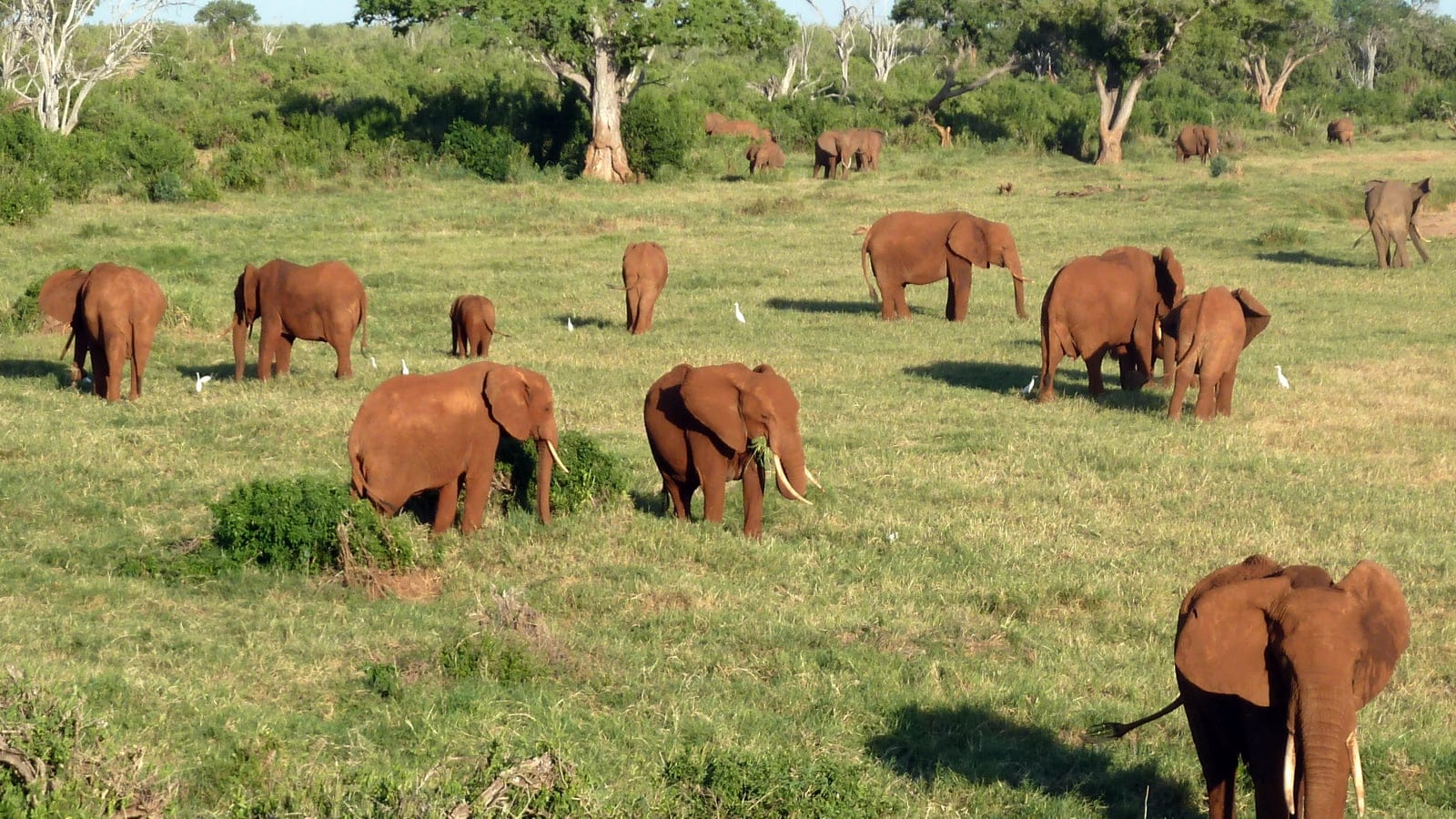 Elephant herd and cattle egrets on green grass among Commiphora bush and bare dead trees, Tsavo East National Park, Kenya.