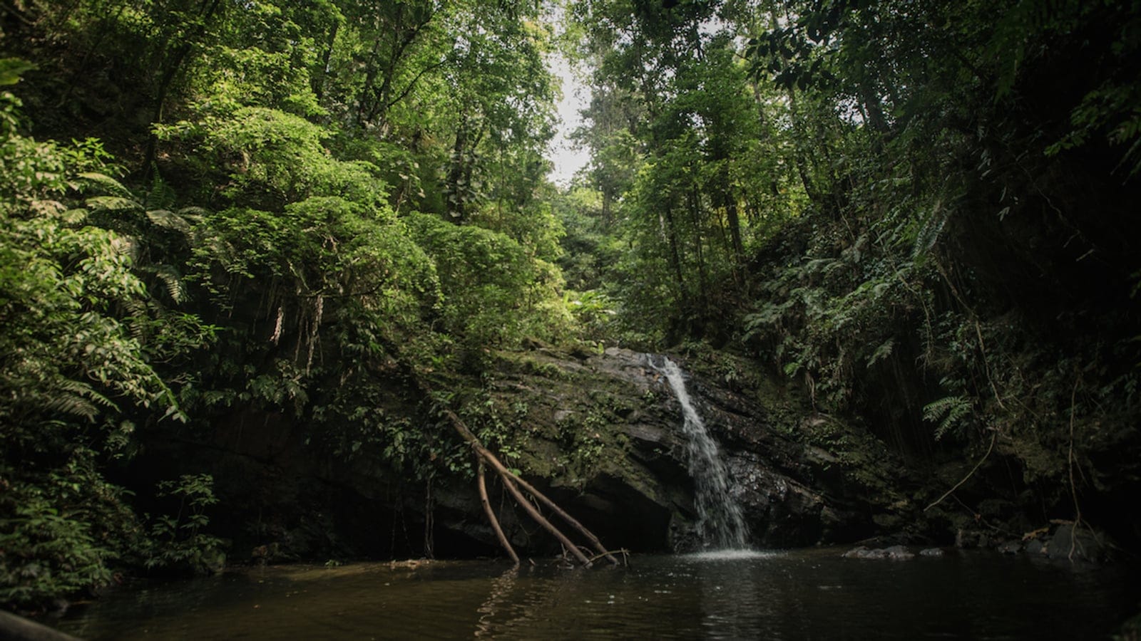 Small waterfall into a pool under fern-hung moist forest at Grande Riviere, Trinidad.