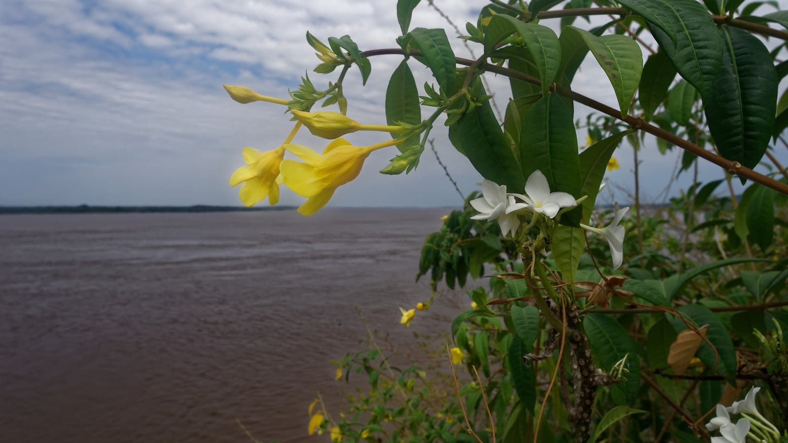 El río Amazonas y la selva cerca de Óbidos, Pará, Brasil.