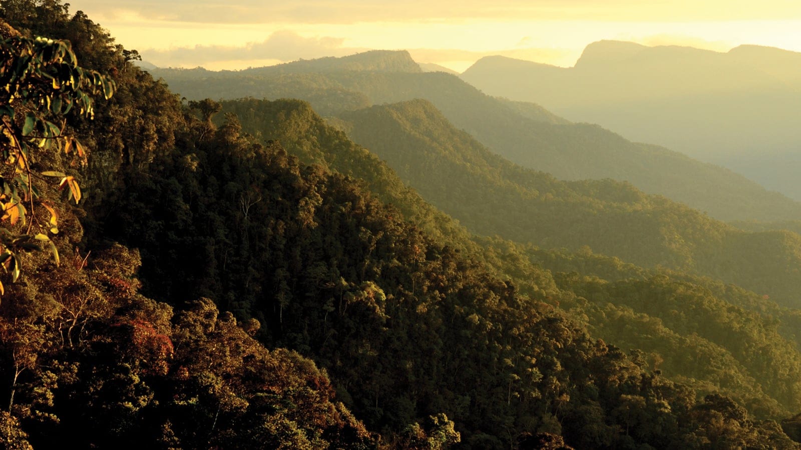 Unbroken montane rainforest canopy on ridge after ridge at sunset, Cordillera Azul, Peru.