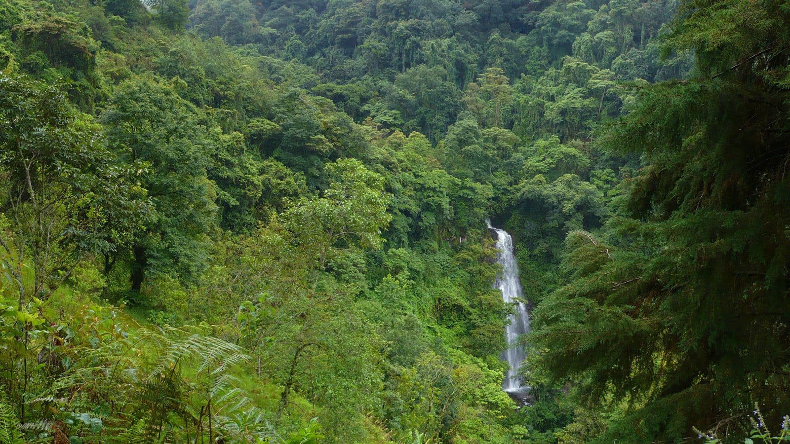 Waterfall dropping through dense cloud forest with tree ferns near Coatepec, Veracruz, Mexico.