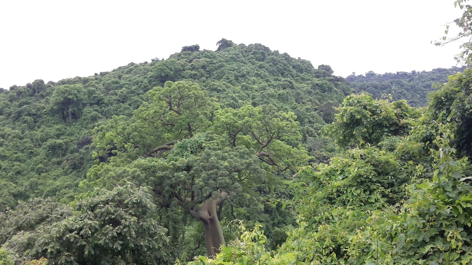 A large ceiba spreading above closed hill forest at Cerro Blanco, Guayaquil, Ecuador.