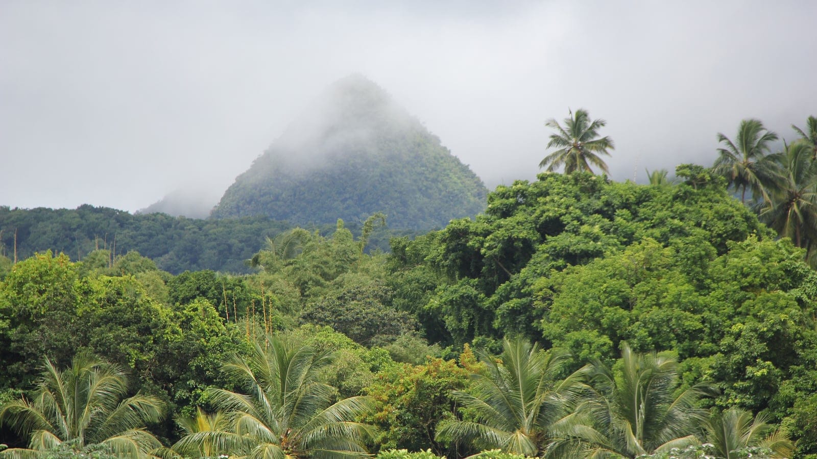 Rain forest canopy and coconut palms below a cloud-wrapped volcanic peak, northern Martinique.