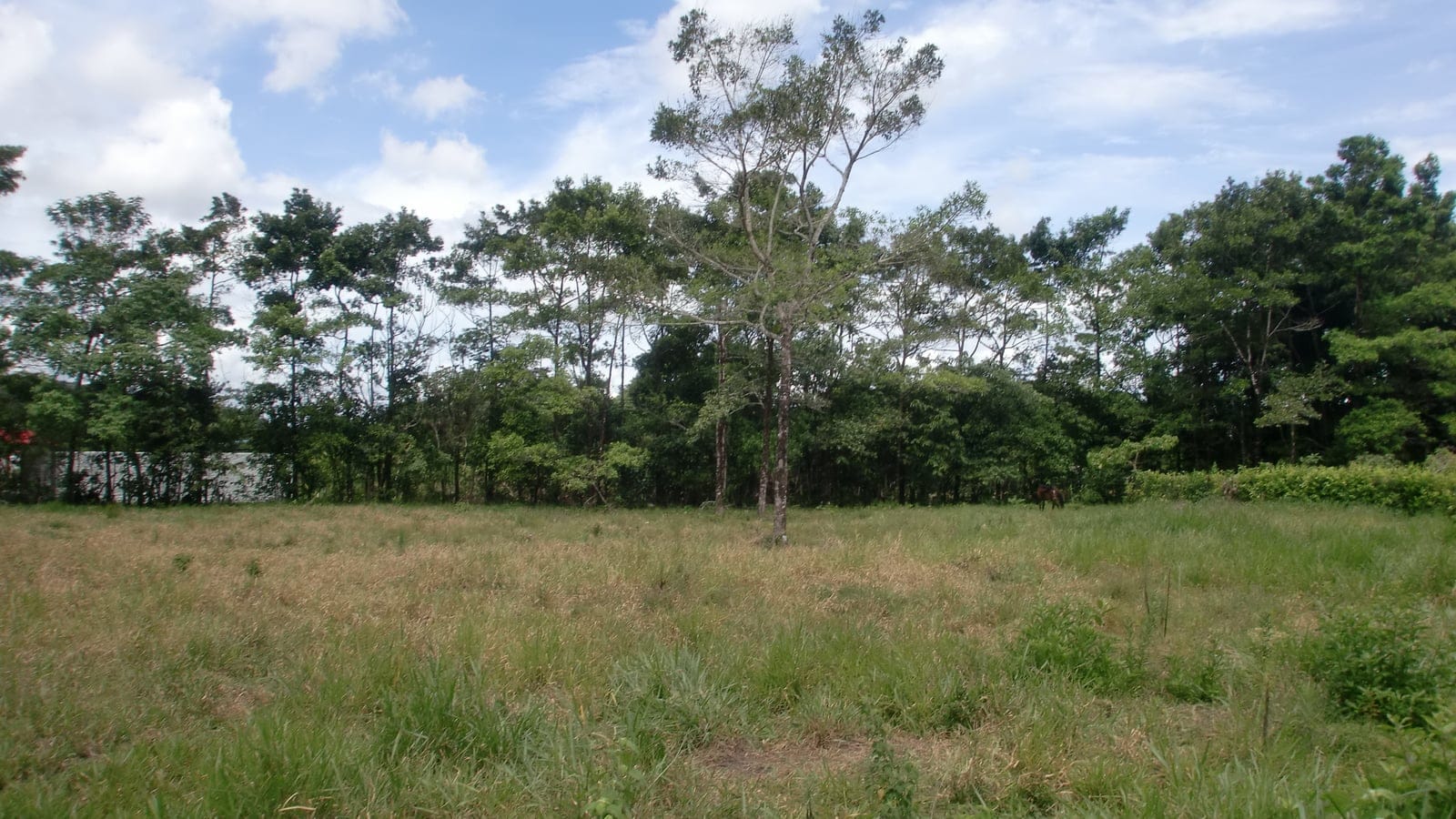 Tropical forest canopy near Villavicencio, Meta, Colombia.