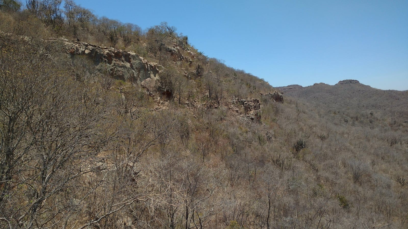 Dry-season caatinga thorn scrub on rocky hills near Serra das Letras in Brazil.