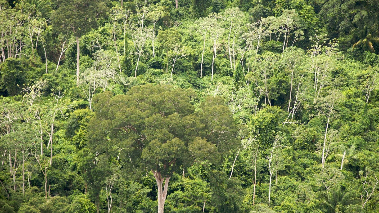 Seasonally dry Chiquitano forest in Santa Cruz Department, Bolivia.