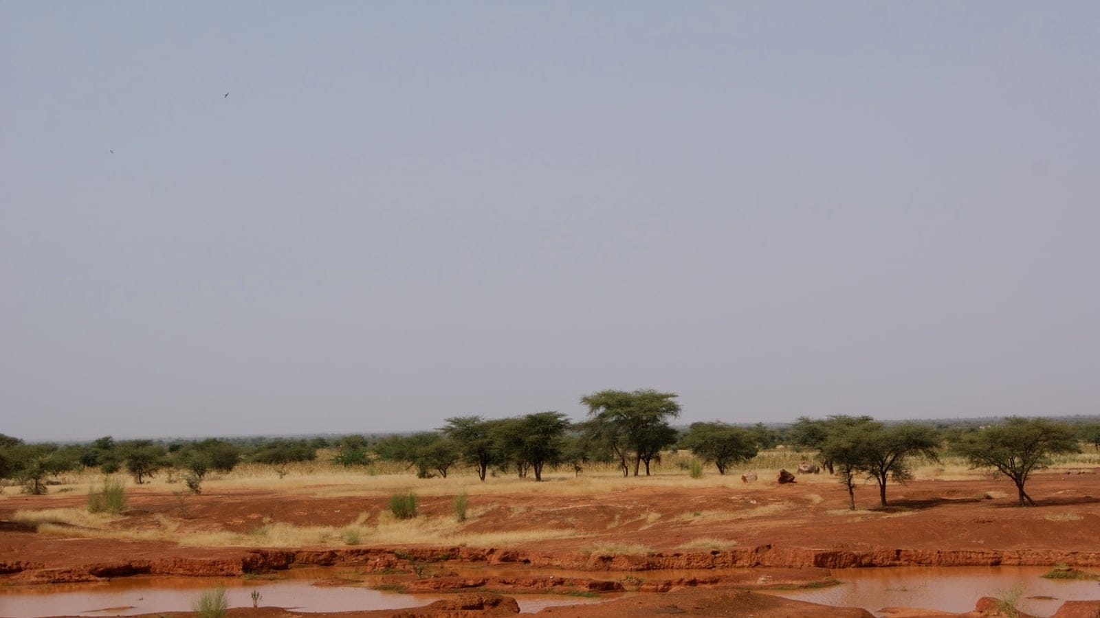 Arid Sahel savanna with scattered Acacia trees lining a sandy road on the approach to Timbuktu, Mali, under a hazy sky.