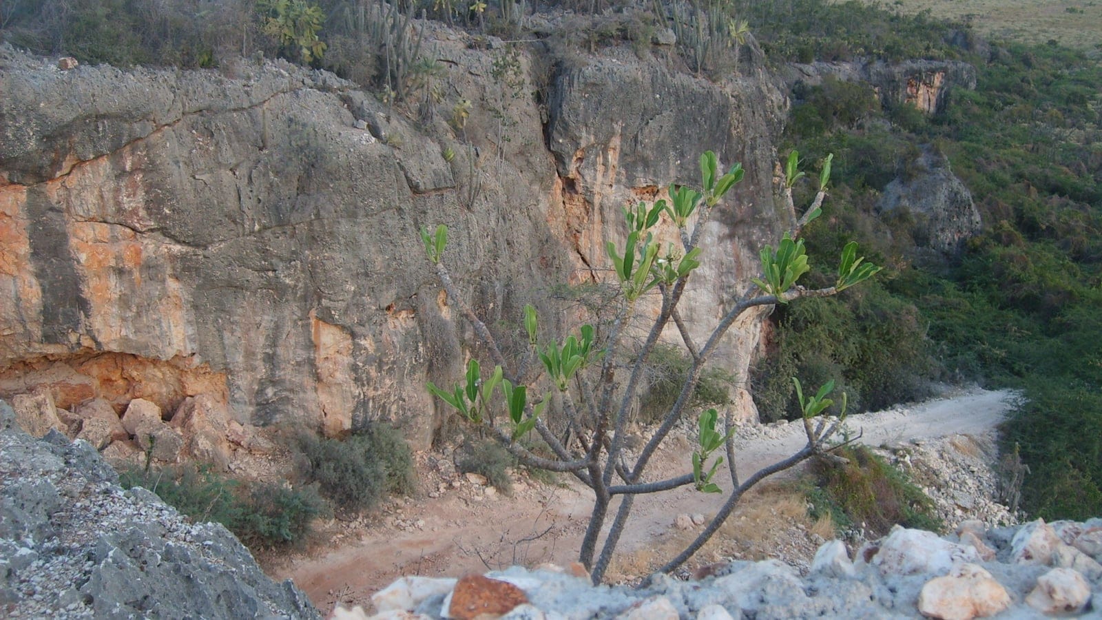 Frangipani and cacti on limestone above a road cut in Jaragua National Park, Dominican Republic.