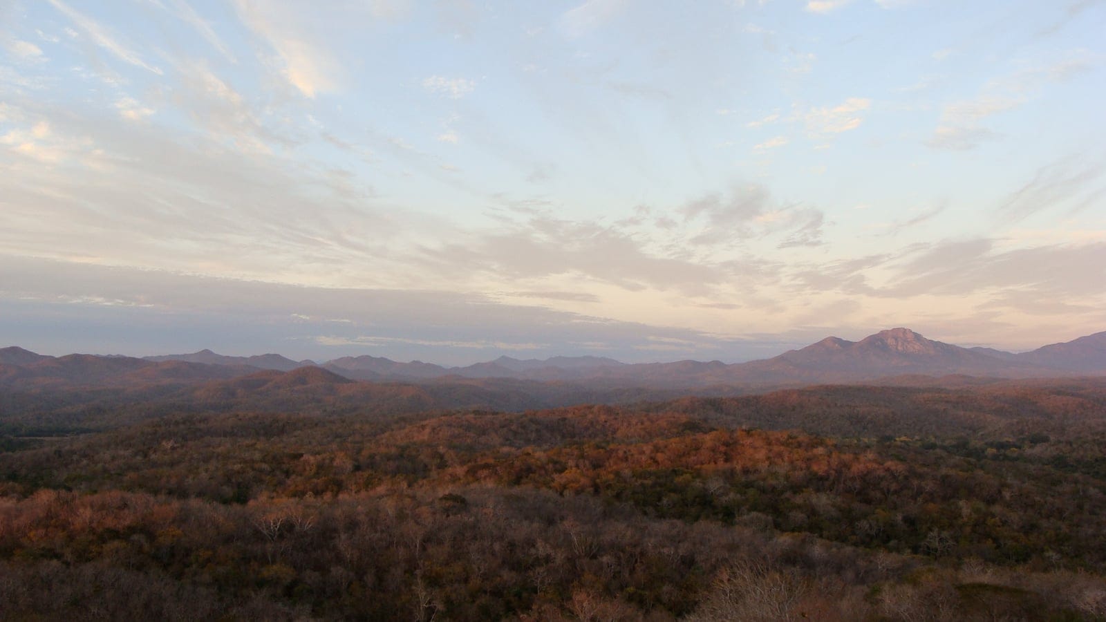 Dry-season deciduous forest over rolling hills at Chamela-Cuixmala, Jalisco, Mexico.