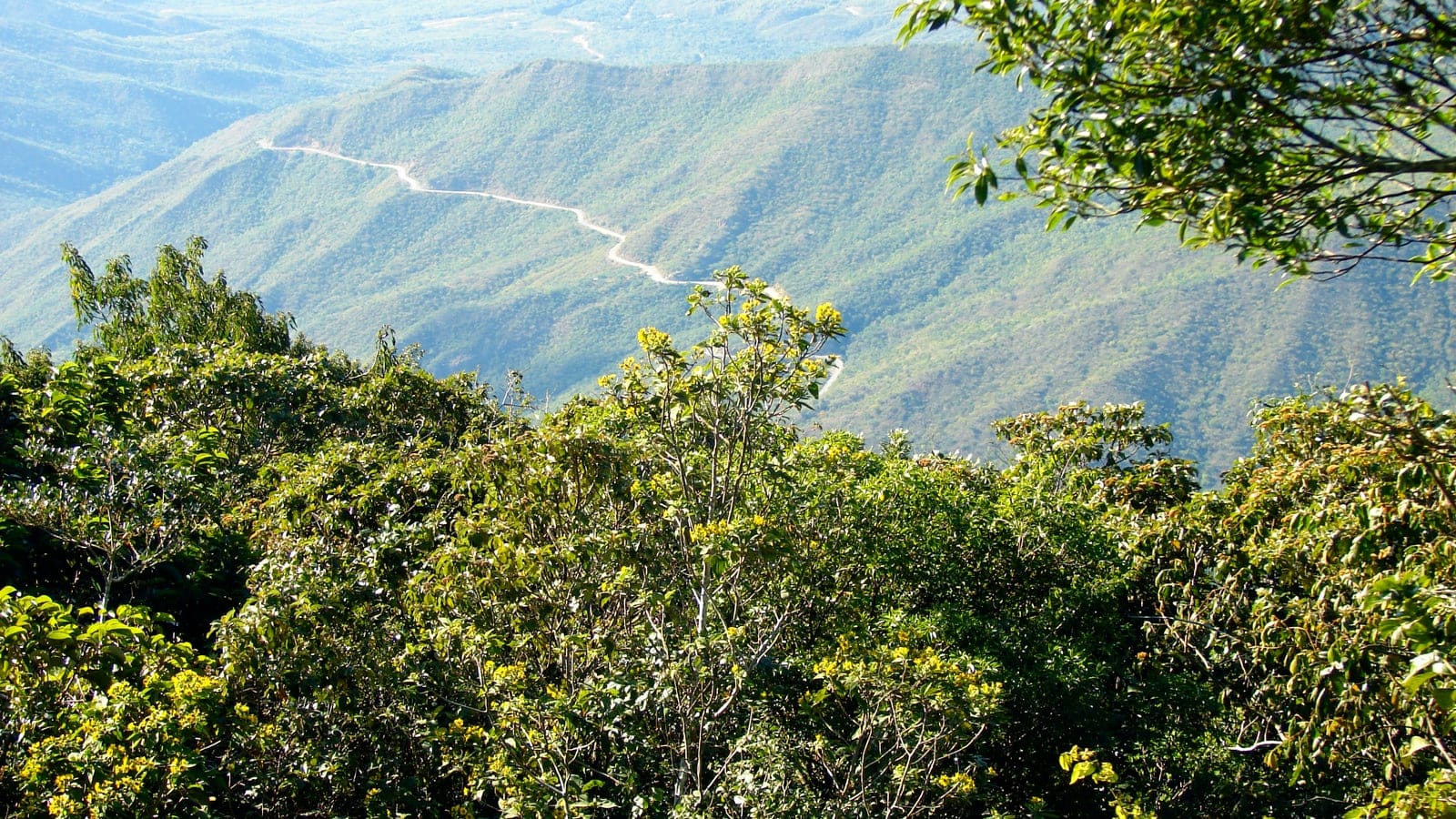 Flowering shrubs above forested slopes in the Sierra de San Luis, Falcon, Venezuela.