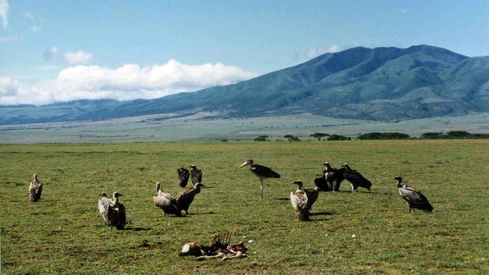 White-backed vultures and a marabou stork at a carcass on short grass plains below a volcanic ridge, Serengeti, Tanzania.