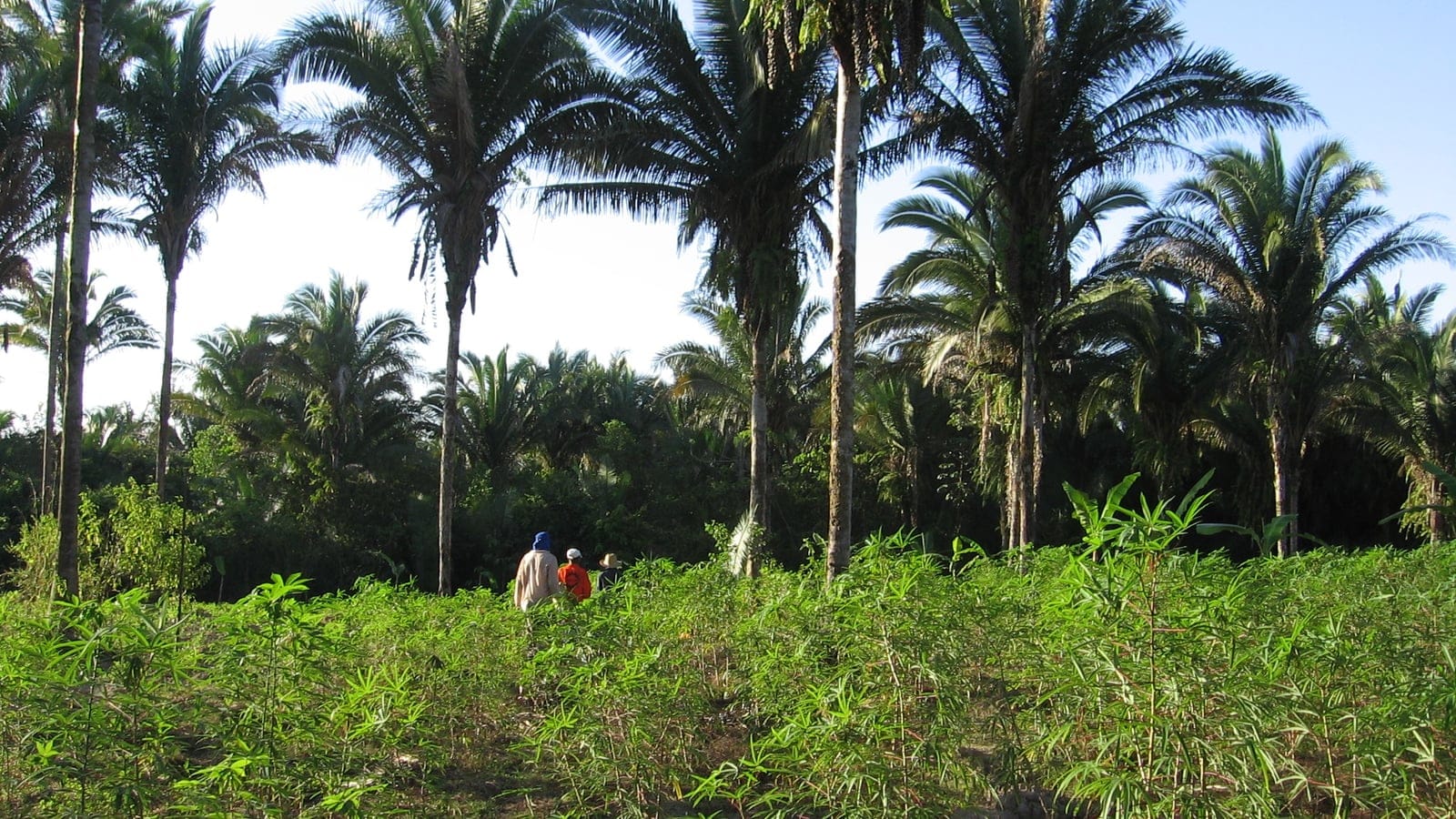 Babassu palms standing over a cassava field at Itapecuru-Mirim, Maranhao, Brazil.