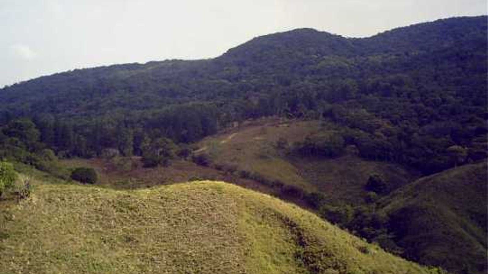 Pasture below forested slopes at El Montuoso Forest Reserve, Herrera, Panama.
