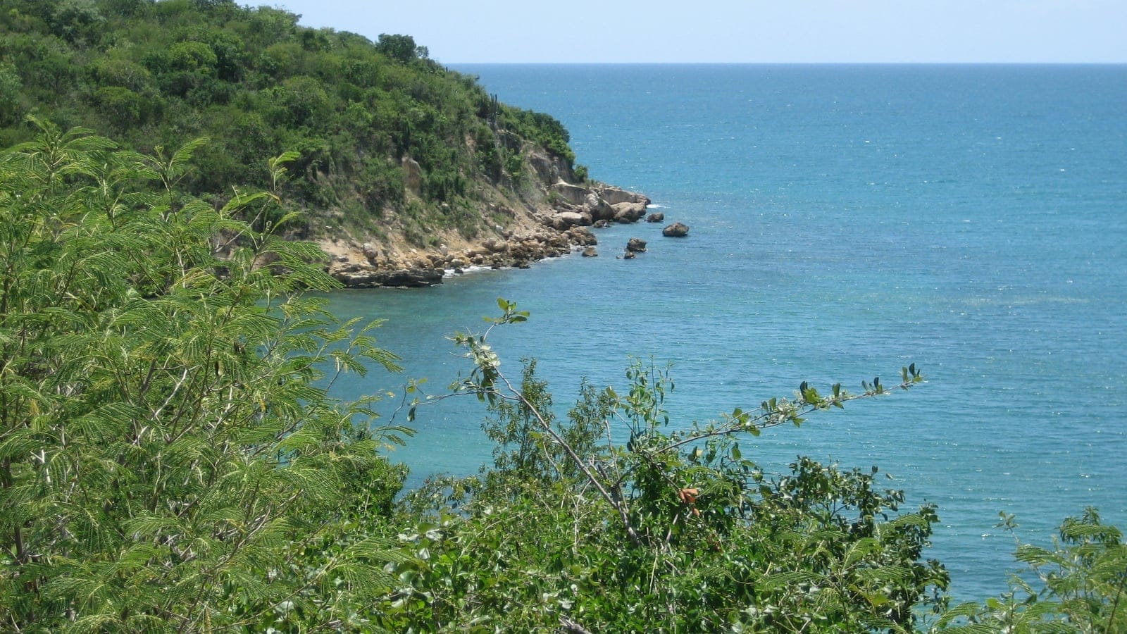 Dry coastal forest on a limestone headland above the sea at Guanica, Puerto Rico.