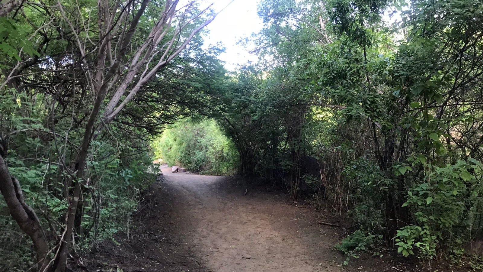 Dry-forest trail in Parque la Colorada, Alamos, Sonora.