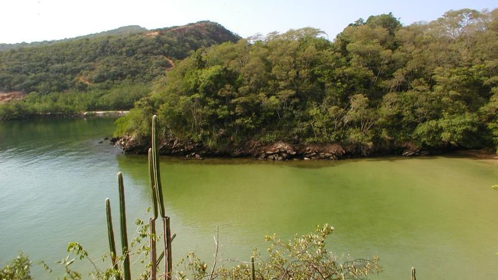 Cactus columnares sobre una bahía en calma respaldada por bosque seco semideciduo en Chacachacare, Trinidad y Tobago.